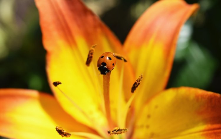 жук, макро, насекомое, цветок, божья коровка, лилия, beetle, macro, insect, flower, ladybug, lily