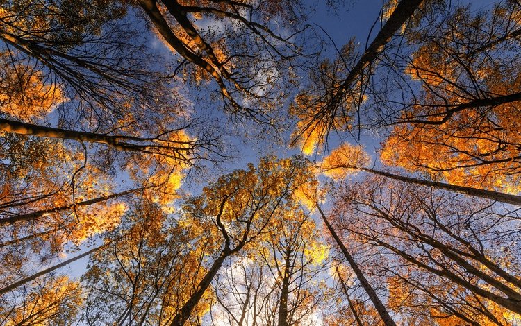 небо, деревья, листья, стволы, осень, the sky, trees, leaves, trunks, autumn