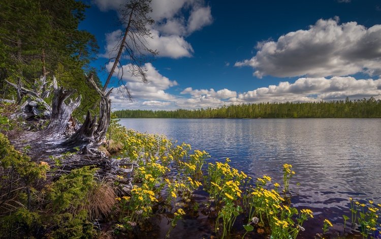 небо, цветы, облака, озеро, лес, финляндия, hossa national park, the sky, flowers, clouds, lake, forest, finland