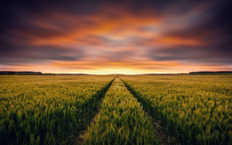 небо, закат, поле, горизонт, колосья, пшеница, the sky, sunset, field, horizon, ears, wheat
