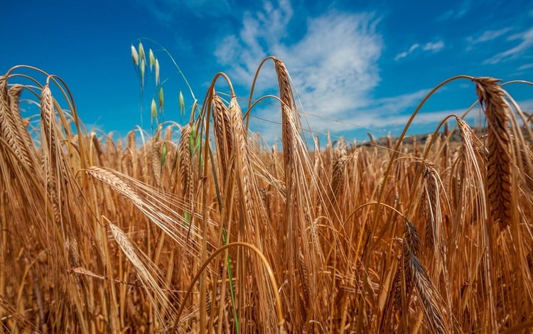 небо, солнце, поле, колосья, пшеница, the sky, the sun, field, ears, wheat
