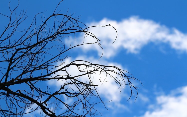 небо, облака, дерево, ветки, сухостой, the sky, clouds, tree, branches, deadwood