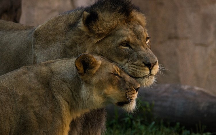 пара, львы, нежность, дикие кошки, лев, львица, pair, lions, tenderness, wild cats, leo, lioness