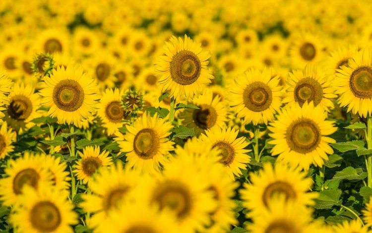 цветы, поле, лепестки, подсолнухи, желтые цветы, flowers, field, petals, sunflowers, yellow flowers