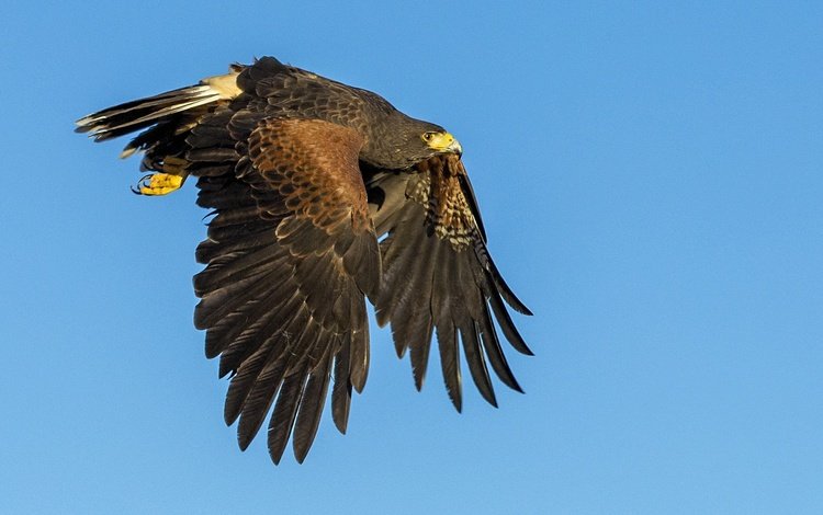 полет, крылья, хищник, птица, клюв, ястреб, пустынный канюк, flight, wings, predator, bird, beak, hawk, desert buzzard
