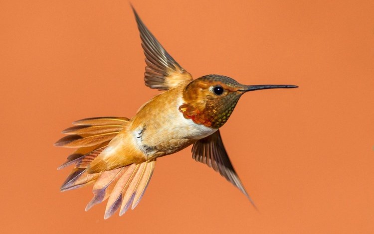 полет, крылья, птица, клюв, колибри, охристый колибри, flight, wings, bird, beak, hummingbird, buffy hummingbird
