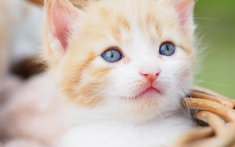портрет, кот, мордочка, усы, кошка, взгляд, котенок, малыш, голубые глаза, blue eyes, portrait, cat, muzzle, mustache, look, kitty, baby