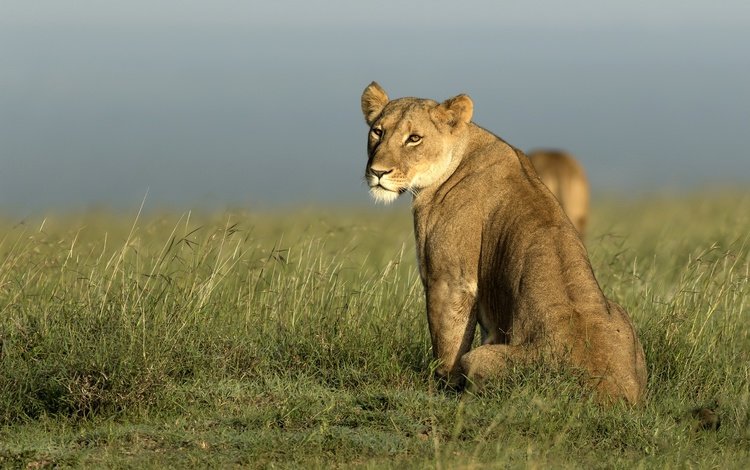 морда, природа, взгляд, африка, хищник, лев, львица, дикая кошка, face, nature, look, africa, predator, leo, lioness, wild cat