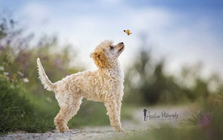 природа, бабочка, собака, пудель, heidi spiegler, nature, butterfly, dog, poodle