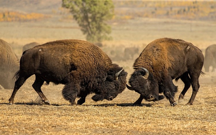 природа, бой, рога, бизон, американский бизон, nature, battle, horns, buffalo, american bison