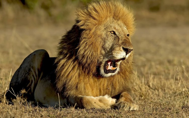 морда, природа, взгляд, хищник, лев, зверь, дикая кошка, face, nature, look, predator, leo, beast, wild cat