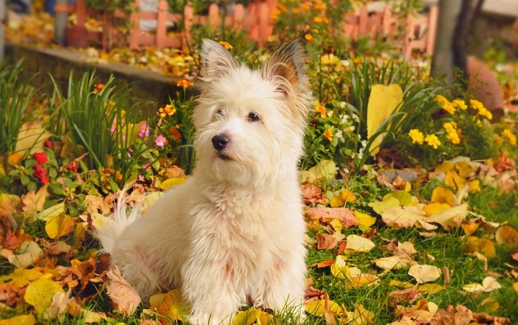 природа, листва, осень, собачка, вест-хайленд-уайт-терьер, nature, foliage, autumn, dog, the west highland white terrier