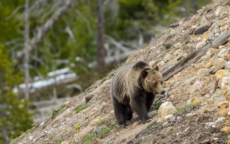 природа, камни, склон, медведь, гризли, nature, stones, slope, bear, grizzly