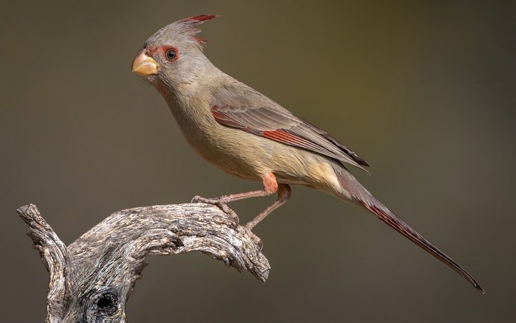 птица, клюв, хвост, кардинал, самка, попугайный кардинал, bird, beak, tail, cardinal, female, parrot cardinal