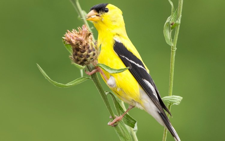 птица, клюв, растение, хвост, щегол, черноголовый щегол, bird, beak, plant, tail, goldfinch, black-headed goldfinch