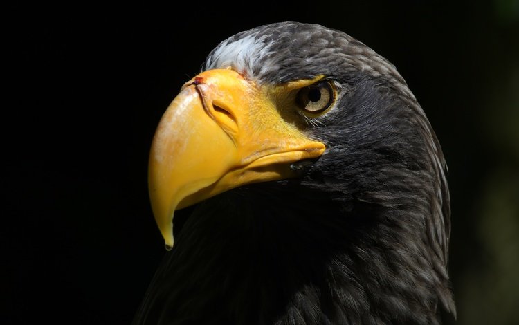 орел, птица, клюв, черный фон, перья, орлан, прел, eagle, bird, beak, black background, feathers, orlan, prel