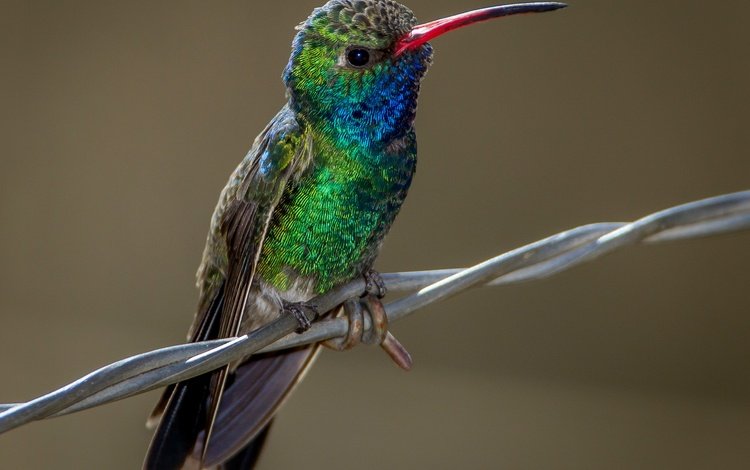 птица, клюв, колибри, ширококлювый колибри-цинантус, bird, beak, hummingbird, shirokalova hummingbird-cynanthus