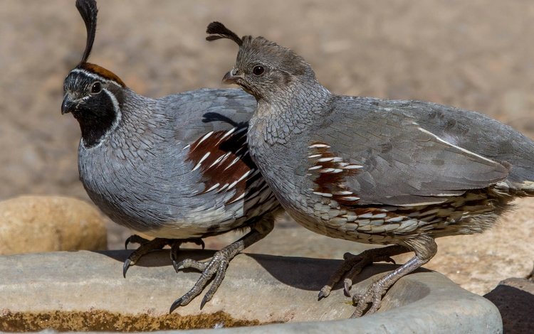 птица, пара, перепел, шлемоносный хохлатый перепел, bird, pair, quail, common quail crested