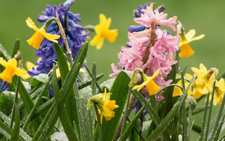 цветы, роса, капли, весна, нарциссы, гиацинты, flowers, rosa, drops, spring, daffodils, hyacinths