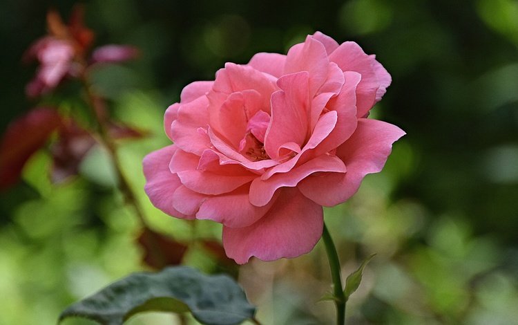 цветок, роза, лепестки, размытость, стебель, розовая роза, flower, rose, petals, blur, stem, pink rose
