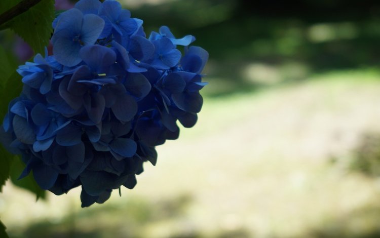 синий, цветок, соцветия, боке, гортензия, blue, flower, inflorescence, bokeh, hydrangea
