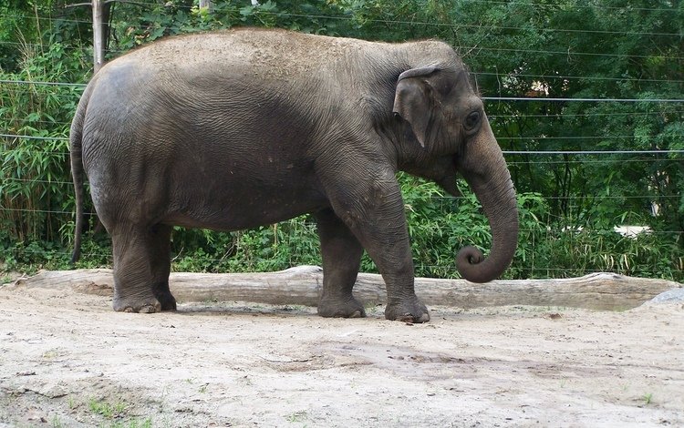 слон, хобот, зоопарк, elephant, trunk, zoo