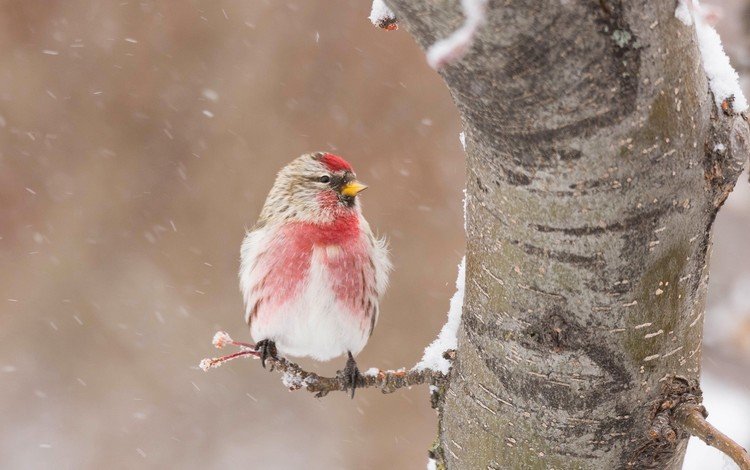 снег, дерево, зима, птица, клюв, перья, чечётка, snow, tree, winter, bird, beak, feathers, tap dance