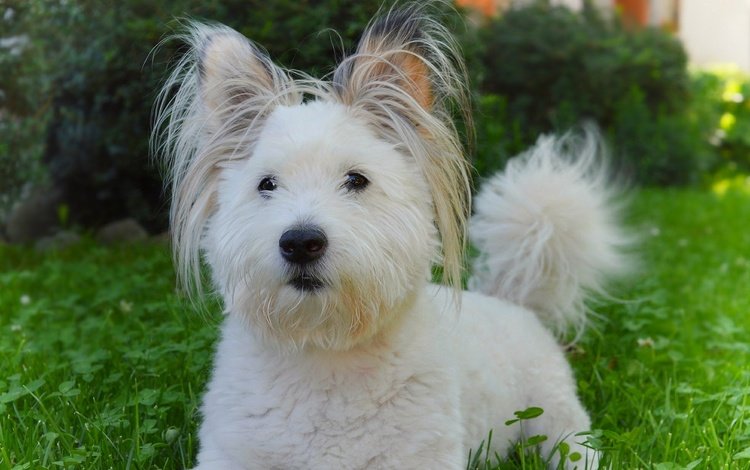трава, мордочка, взгляд, собака, щенок, собачка, вест-хайленд-уайт-терьер, grass, muzzle, look, dog, puppy, the west highland white terrier