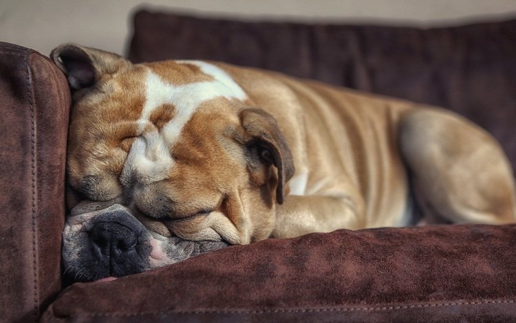 сон, собака, дом, друг, уют, бульдог, английский бульдог, sleep, dog, house, each, comfort, bulldog, english bulldog