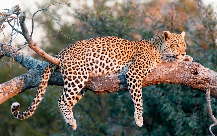 солнце, природа, лежит, леопард, хищник, на дереве, the sun, nature, lies, leopard, predator, on the tree