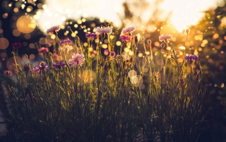 свет, трава, лето, блики, васильки, полевые цветы, light, grass, summer, glare, cornflowers, wildflowers