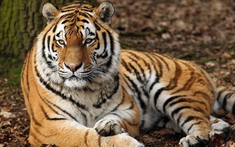 тигр, морда, взгляд, хищник, дикая кошка, tiger, face, look, predator, wild cat