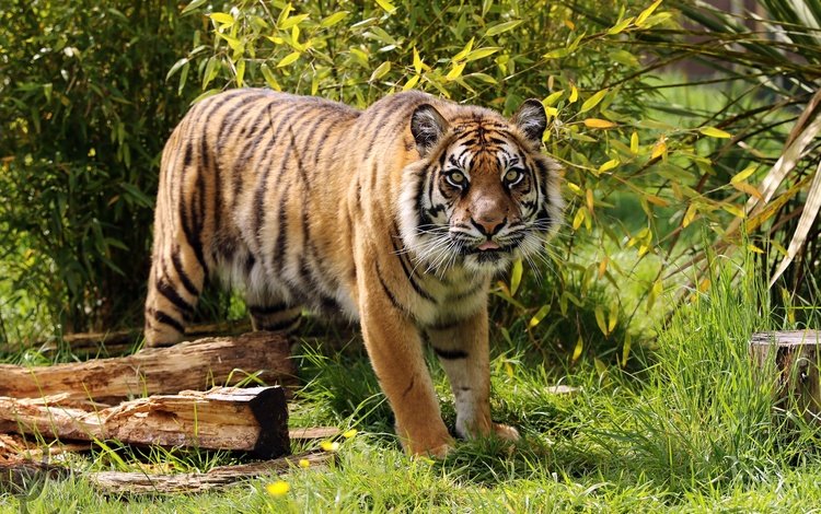 тигр, морда, трава, ветки, взгляд, хищник, тигренок, дикая кошка, амурский, amur, tiger, face, grass, branches, look, predator, wild cat