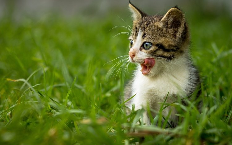 трава, кот, мордочка, усы, кошка, взгляд, котенок, язык, grass, cat, muzzle, mustache, look, kitty, language