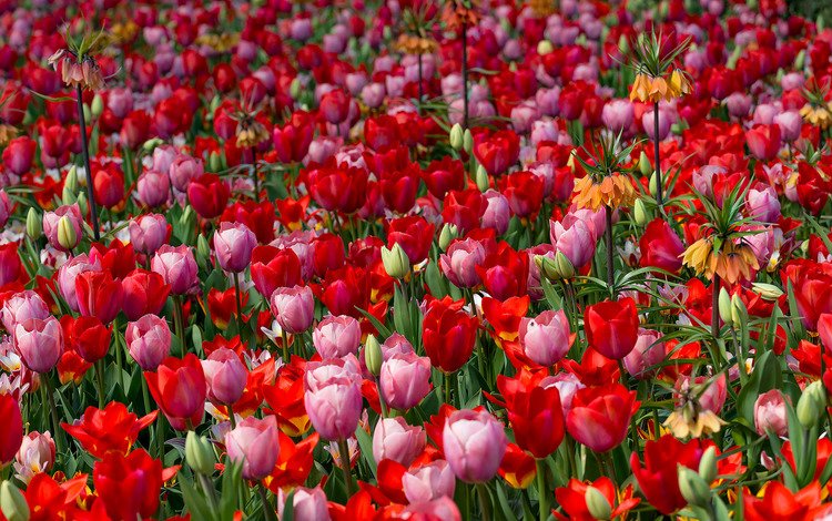 цветение, бутоны, листья, лепестки, тюльпаны, яркость, flowering, buds, leaves, petals, tulips, brightness