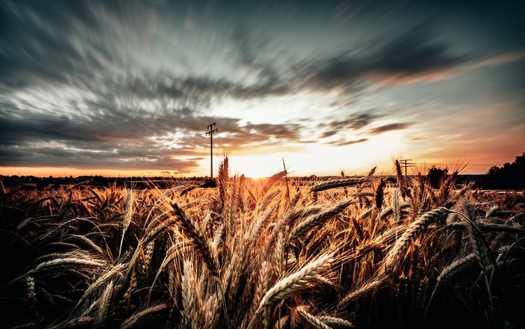 небо, облака, утро, поле, колосья, пшеница, the sky, clouds, morning, field, ears, wheat