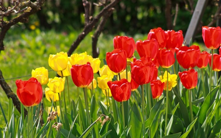 цветы, весна, тюльпаны, красные тюльпаны, жёлтые тюльпаны, flowers, spring, tulips, red tulips, yellow tulips