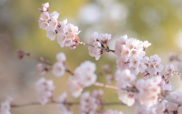 цветение, ветки, размытость, весна, сакура, flowering, branches, blur, spring, sakura