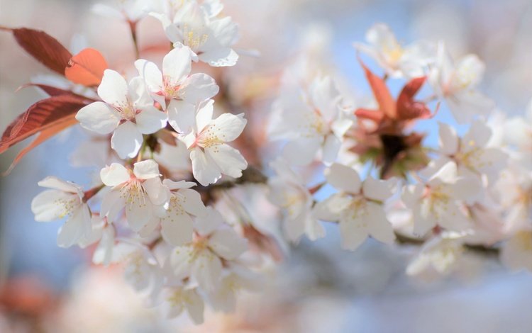 ветка, цветение, размытость, весна, сакура, branch, flowering, blur, spring, sakura