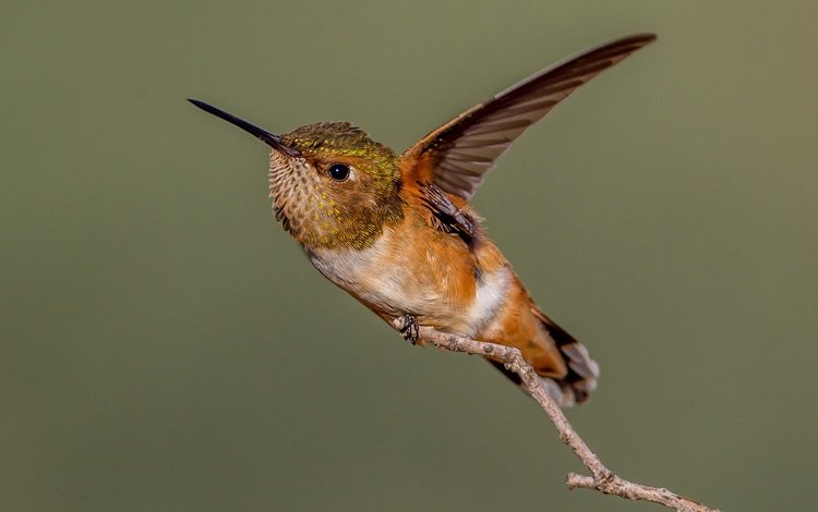 ветка, крылья, птица, клюв, колибри, охристый колибри, branch, wings, bird, beak, hummingbird, buffy hummingbird
