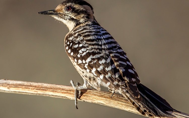 ветка, птица, клюв, перья, хвост, дятел, техасский дятел, branch, bird, beak, feathers, tail, woodpecker, texas woodpecker