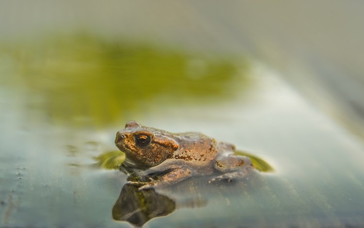 вода, фон, лягушка, water, background, frog
