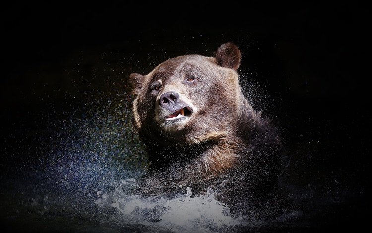 морда, вода, взгляд, медведь, брызги, черный фон, face, water, look, bear, squirt, black background