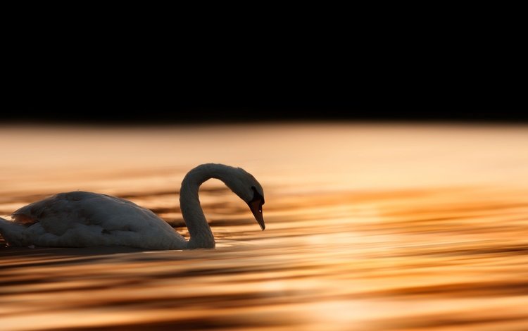 вода, рассвет, птица, клюв, перья, лебедь, белый лебедь, лебедь-шипун, water, dawn, bird, beak, feathers, swan, white swan