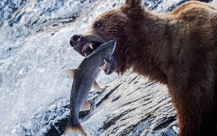 вода, река, медведь, рыба, рыбалка, аляска, гризли, улов, water, river, bear, fish, fishing, alaska, grizzly, catch