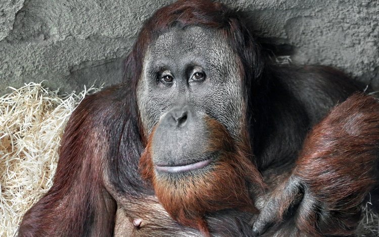 морда, взгляд, обезьяна, примат, орангутанг, орангутан, face, look, monkey, the primacy of, orangutan