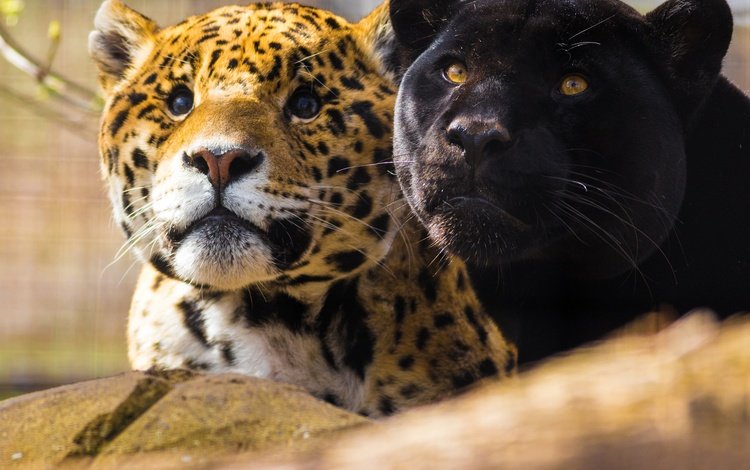 взгляд, парочка, морды, ягуары, чёрная пантера, look, a couple, muzzle, jaguars, black panther
