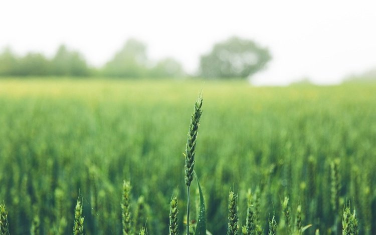 зелень, поле, лето, колосья, пшеница, greens, field, summer, ears, wheat