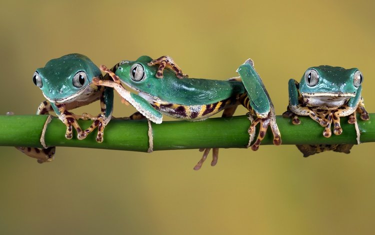 зеленые, веточка, стебель, лапки, лягушки, древесная лягушка, green, sprig, stem, legs, frogs, tree frog