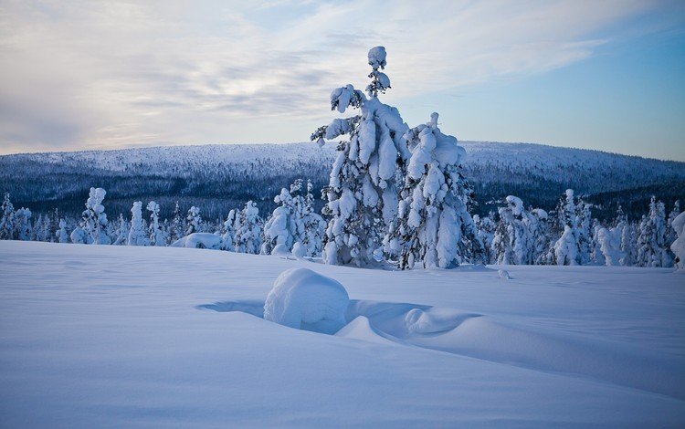 природа, лес, зима, лапландия, nature, forest, winter, lapland